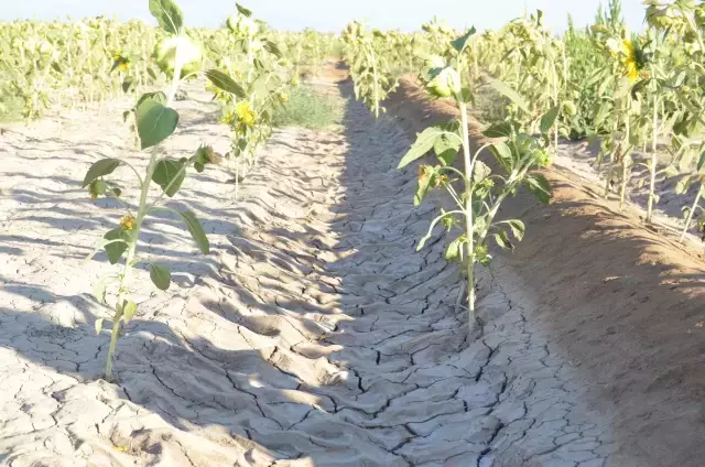 Tuz Gölü havzasındaki tarlada karbondioksit çıkışı: Bu oluşum Türkiye'de tek